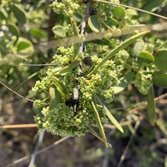 Gymnosporia senegalensis image
