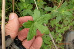 Geranium flanaganii