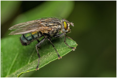 Sarconesia chlorogaster