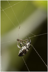 Geraeus