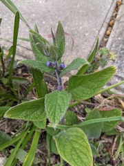 Pentaglottis sempervirens