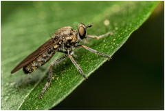 Atoniomyia