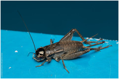 Miogryllus