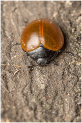 Aegithus clavicornis