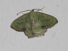 Metallochlora lineata