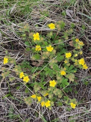 Potentilla humifusa