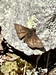 Erynnis brizo