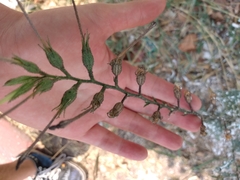 Magnoliopsida