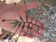 Magnoliopsida
