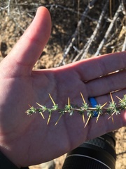 Aspalathus acanthophylla