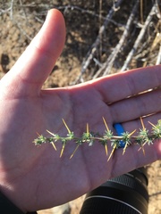 Aspalathus acanthophylla