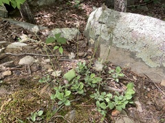 Antennaria parlinii fallax