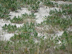 Lepidium cartilagineum