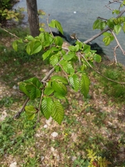 Ulmus