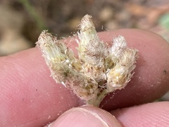 Antennaria parlinii fallax