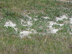 Lepidium cartilagineum