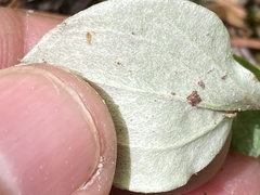 Antennaria parlinii fallax