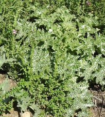 Silybum marianum