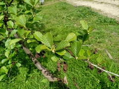 Alnus lusitanica