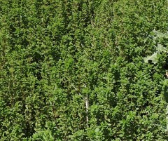 Urtica urens