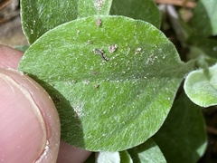 Antennaria parlinii fallax