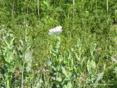 Papaver somniferum