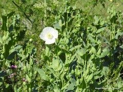 Papaver somniferum