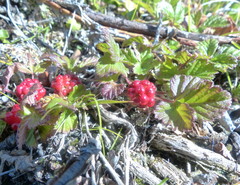 Rubus arcticus acaulis