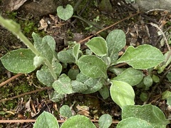 Antennaria parlinii fallax