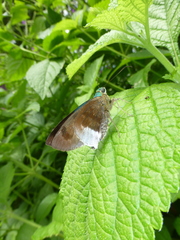 Astraptes
