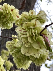 Ulmus