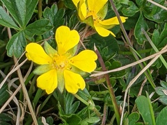 Potentilla reptans