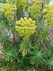 Euphorbia characias