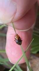 Neocapsus