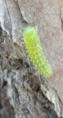 Periclista