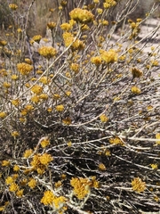 Helichrysum rutilans