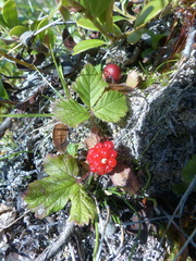 Rubus arcticus acaulis
