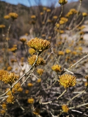 Helichrysum rutilans