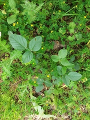 Bituminaria bituminosa