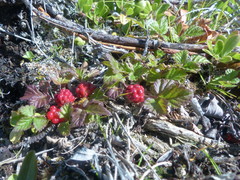 Rubus arcticus acaulis