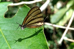 Arawacus separata