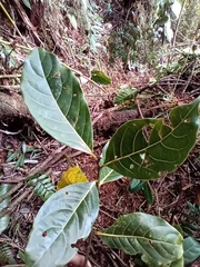 Lauraceae