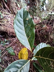 Lauraceae