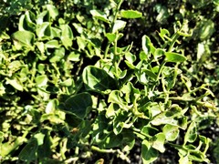 Cryptocarpus pyriformis