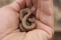 Hypsiglena chlorophaea