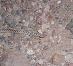 Hypsiglena chlorophaea