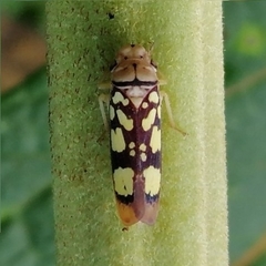 Pseudometopia amblardii