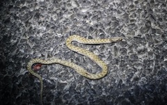 Hypsiglena chlorophaea