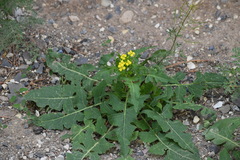 Sisymbrium loeselii