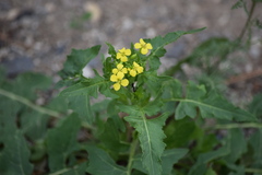 Sisymbrium loeselii